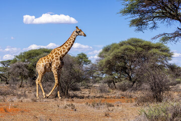 girafe in mokala national park