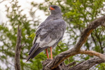 goshawk at karoo national park