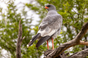 goshawk at karoo national park