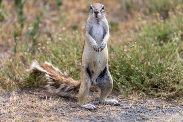 Ground squirrel at karoo national park