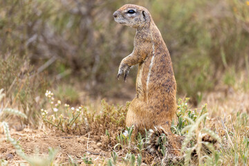 Ground squirrel at karoo national park