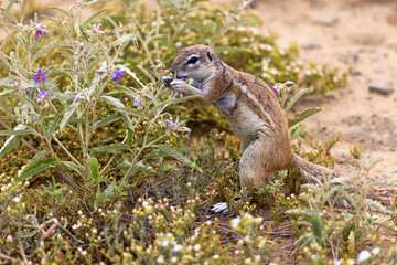 Ground squirrel at karoo national park