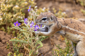 Ground squirrel at karoo national park