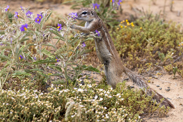 Ground squirrel at karoo national park