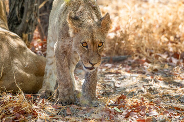 Lion at Etosha National Park, Namibia