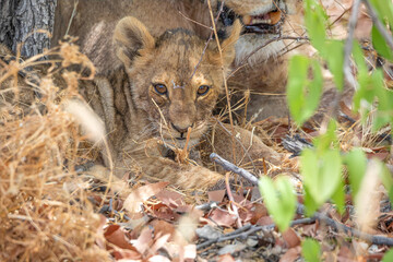 Lion at Etosha National Park, Namibia