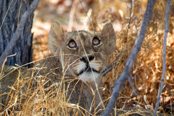 Lion at Etosha National Park, Namibia
