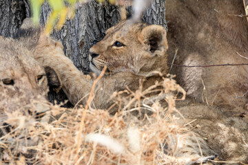 Lion at Etosha National Park, Namibia
