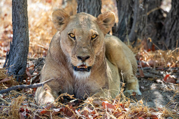 Lion at Etosha National Park, Namibia