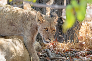 Lion at Etosha National Park, Namibia