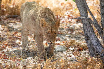 Lion at Etosha National Park, Namibia