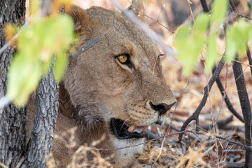 Lion at Etosha National Park, Namibia