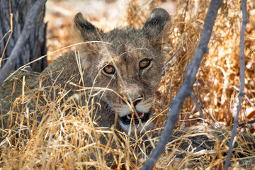 Lion at Etosha National Park, Namibia