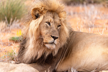 Lion in Kgalagadi National Park