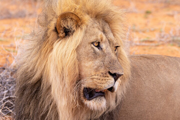 Lion in Kgalagadi National Park
