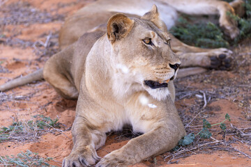 Lioness at the kgalagadi national park
