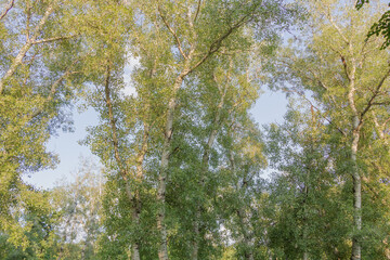 The white birch forest is photographed from the ground, the green leaves of the trees stand out against the blue sky, summer season,