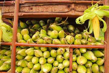 Roasted corn sold on Indian streets, a popular snack with smoky aroma, vibrant spices, and local street food charm enjoyed by locals and travelers alike.