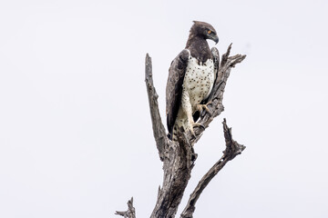 Martial Eagle at the Kruger National Park