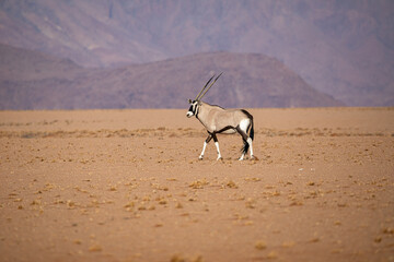 Oryx in the Namib Naukluft National Park, Namibia