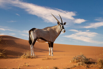 Oryx in the Namib Naukluft National Park, Namibia