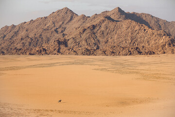 Oryx in the Namib Naukluft National Park, Namibia