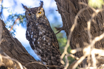 owl at the kgalagadi national park