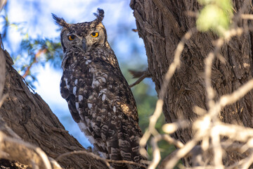 owl at the kgalagadi national park