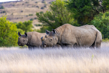 Rhinos in mokala national park