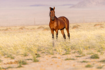 Wild horses of Namibia
