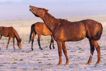 Fototapeta premium Wild horses of Namibia