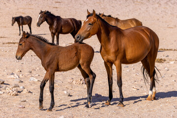 Wild horses of Namibia