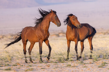 Fototapeta premium Wild horses of Namibia