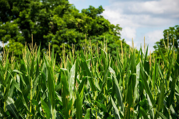 Fototapeta premium Corn Plants in Tassel Stage