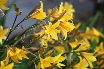 Obraz premium Hemerocallis. Flowering daylily flowers in garden.