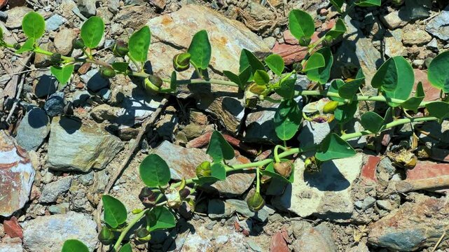 Capers in the sun on the Mediterranean coast in Gazipasa. Flowering capers on a hill by the sea near Alanya. The fruits of a thorny shrub called the caper bush. T&uuml;rkiye. 4К