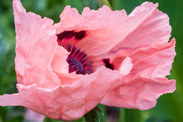 Poppy with pink petals is on the green background