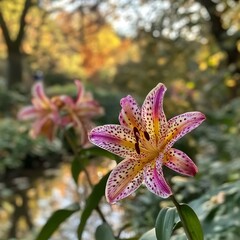 Close up of pink and yellow tiger lily with spots in a garden setting during the autumn season