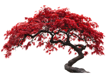 a floating grassy island with rocky outcrops, a lake, and some trees, isolated on a white background, 3D render, fantasy game style4