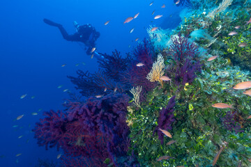 Parete di una secca ricoperta de gorgonie rosse, Paramuricea clavata e sub con rebreather e DPV