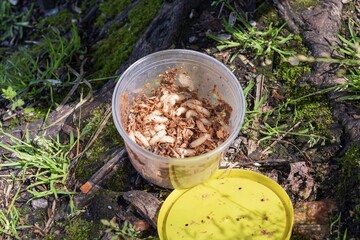 Various live maggot worms and artificial fish bait - fishing tackle concept