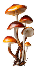 Cluster of psilocybin mushrooms with orange caps and white stems, isolated on transparent background