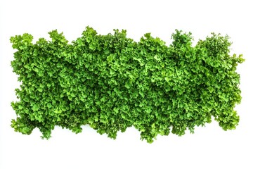 Fototapeta premium Lush green foliage panel isolated on white background