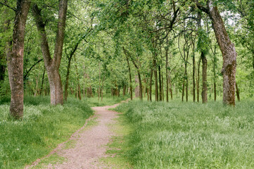 A wonderful hiking trail in the forest.