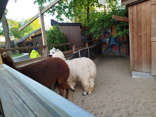 Alpacas Graze Near Wood Fence in zoo
