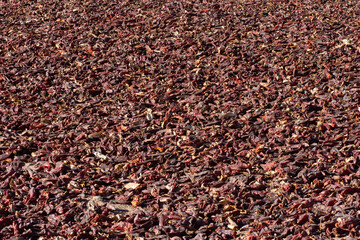 Red Peppers drying in the sun in Cachi, Salta, Argentina