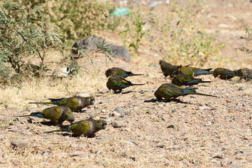A group of Burrowing Parrot , Cyanoliseus patagonus, in Salta Province, Argentina