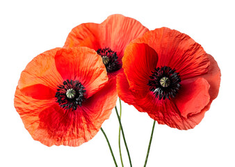 Obraz premium Captivating red poppies in bloom nature outdoor garden close-up view isolated on transparent background