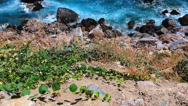 Capers in the sun on the Mediterranean coast in Gazipasa. Flowering capers on a hill by the sea near Alanya. The fruits of a thorny shrub called the caper bush. T&uuml;rkiye. 4К	