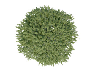 Staghorn Sumac Tree top view png alpha channel
